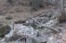 Forêt de Breil au collet d'Aïné